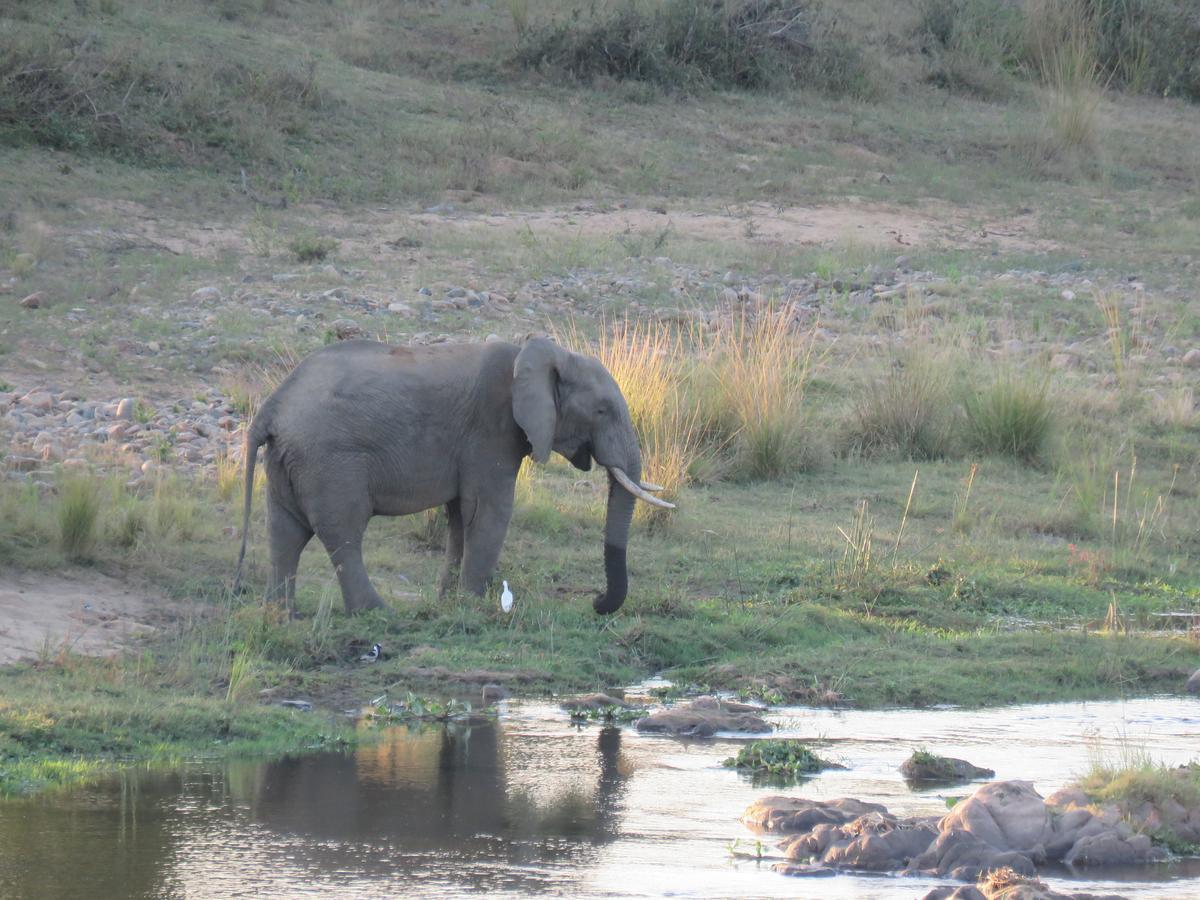 Kruger View Tree House Villa Marloth Park Eksteriør billede