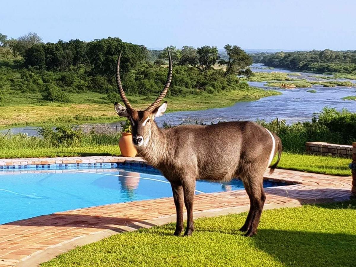 Kruger View Tree House Villa Marloth Park Eksteriør billede